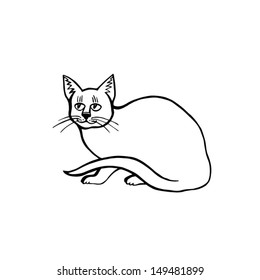 white cat 