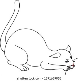 White Cat Licking Hands While Stretching