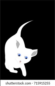 White cat on a black background