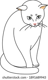 white cat to sit still