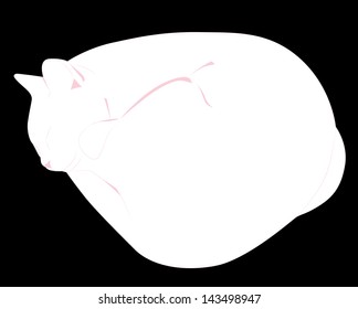 white cat sleeps curled up
