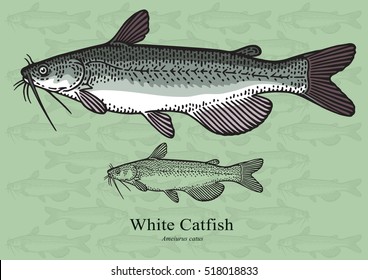 White Catfish. Vector illustration with refined details and optimized stroke that allows the image to be used in small sizes (in packaging design, decoration, educational graphics, etc.)