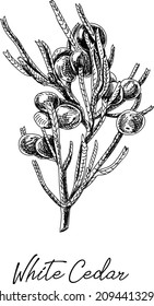White cedar. Sketchy hand-drawn vector illustration.