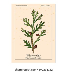 White cedar, thuja occidentalis. Hand drawn botanical vector illustration