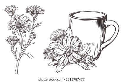 White ceramic cup with herbal tea with calendula flowers on a white background. Vector illustration in engraving technique. Line drawing. Healthy drink.