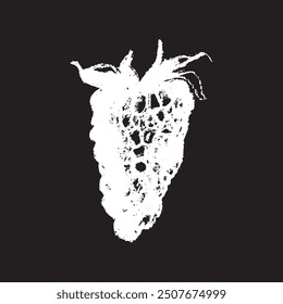 White chalk drawing of Raspberry on black background. Raspberries sign illustration in vector with natural chalk texture. Monochrome Blackberry icon, berry sketch, and Mulberry doodle design.