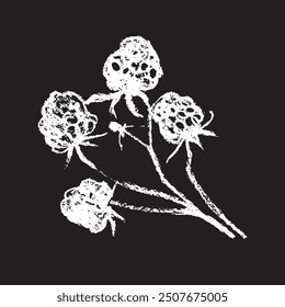 White chalk drawing of Raspberry on black background. Raspberries sign illustration in vector with natural chalk texture. Monochrome Blackberry icon, berry sketch, and Mulberry doodle design.
