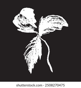 White chalk drawing of Raspberry on black background. Raspberries sign illustration in vector with natural chalk texture. Monochrome Blackberry icon, berry sketch, and Mulberry doodle design.