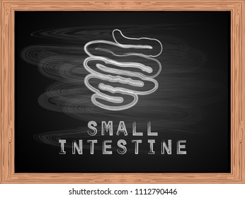 White chalk small intestine icon on school blackboard flat design vector illustration.