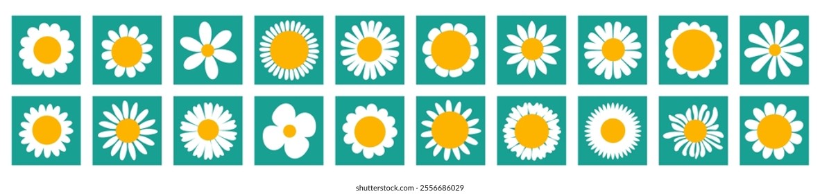 White Chamomile Daisy big set. Cute round flower shapes in square icons. Growing concept. Love card. Cute flower plant collection. Flat Vector illustration Isolated