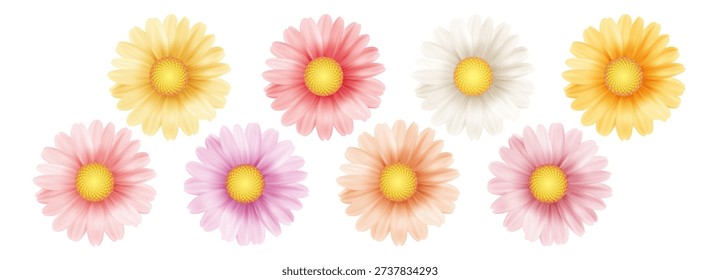 White chamomile flowers with yellow centers bloom in spring garden. Realistic daisy petals isolated on clean background. Fresh floral illustration for nature design.