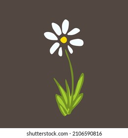 White chamomile isolated on dark background. Wildflowers, pharmacy medicinal herbs. Simple color vector drawing.