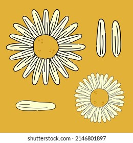 White chamomile. Vector element for design.