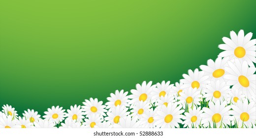 White chamomiles and grass on a green background