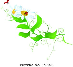 white chamomiles and ladybirds
