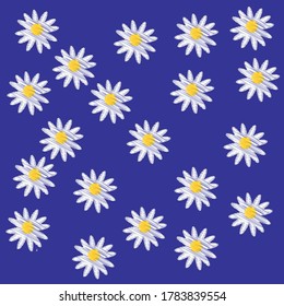White chamomiles on the dark blue background 