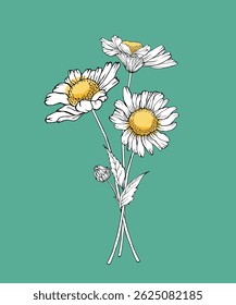 White chamomiles on green background. Cute outline daisy flowers. Vector illustration of a bouquet of flowers for poster, postcard design
