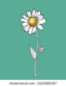 White chamomiles on green background. Cute outline daisy flowers. Vector illustration of a bouquet of flowers for poster, postcard design