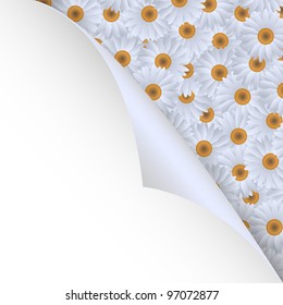 White chamomiles and paper corner.Vector eps10
