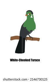 A white cheeked Turaco (Tauraco leucotis) vector on white background, an african tropical parrot like bird.
