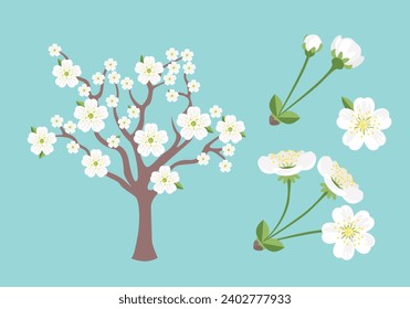 White cherry blossom set. Simple flat vector illustration of spring flowering tree.