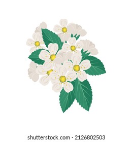 White cherry flowers on branch with leaves. Spring decoration, flowering fruit tree plant. Vector flat illustration