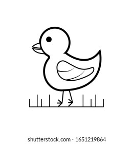 White Chicken baby on white background 