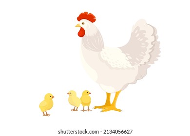 Weißes Huhn mit Küken auf weißem Hintergrund. Hausvögel. Vektorgrafik