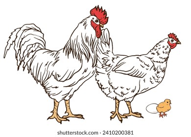 white chicken, cock, chick and egg. Decorative bird hen, rooster engrave doodle style. Farm animal logo. Vector illustration of a poultry for farming products package, book illustration, poster