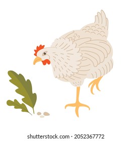 White chicken grazes on the farm. Domestic hen on the yard. Hand drawn flat vector illustration.