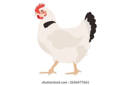 A White Chicken Illustration, White Hen Vector, Rooster Illustration on White Background