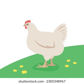 White chicken standing on the green grass. Domestic farm fowl. Flat cartoon illustration of hen. Spring meadow background