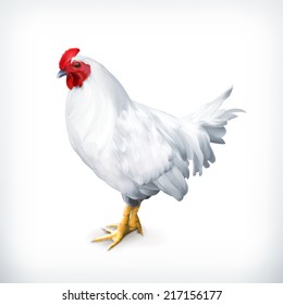 White chicken, vector illustration