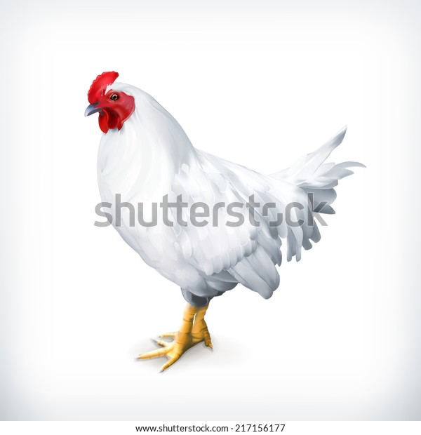 白い鶏 ベクターイラスト のベクター画像素材 ロイヤリティフリー