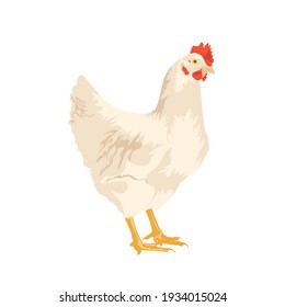 White chicken, vector illustration. White rooster, chicken bird isolated on white background. bird farm animal concept icon, vector illustration and stock