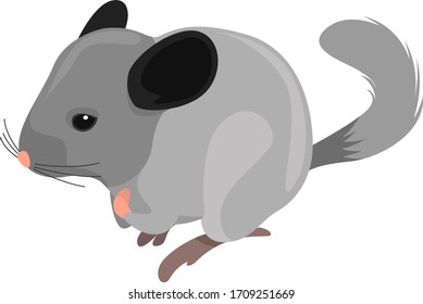 Chinchila blanca, ilustración, vector sobre fondo blanco