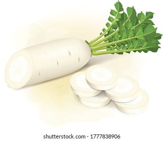 white chopped radish  with radish pieces vector illustration