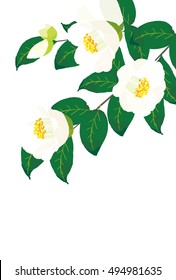 White Christmas Camellias. Vector illustration, white camellias blooming in winter.