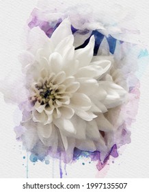 white chrysanthemum flower vector with lilac and blue watercolor stains