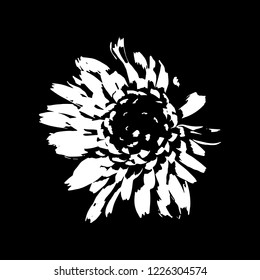 White chrysanthemum flowers on black background. Vector illustration.