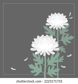 White chrysanthemum mourning. Chrysanthemum is used to show condolences at funerals in Korea.