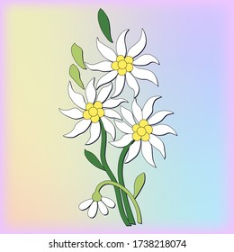 white chrysanthemum, vector flowers, leaves, pattern for embroidery on a belt, tape or tie, traditional folk costume for the holiday, lady, man, printable postcards, hand drawing