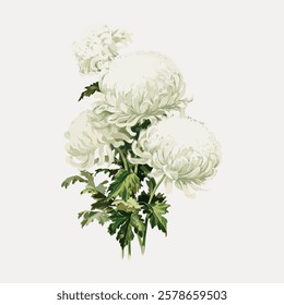 White chrysanthemums with lush petals and green leaves. Chrysanthemums symbolize purity and elegance. White chrysanthemums create a serene, elegant atmosphere. Vintage flower illustration, vector.