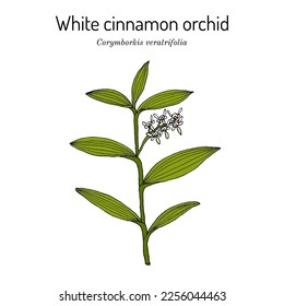 White cinnamon orchid (Corymborkis veratrifolia), medicinal plant. Hand drawn botanical vector illustration