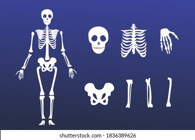 White classic skeleton on a dark blue background. Bone tissue of an adult. Modern illustration for high school lessons.