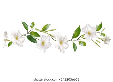 White climbing flowers. Beautiful floral background. Dipladenia. Mandevila. Green leaves. Border. Blooming liana. Tropical flower.