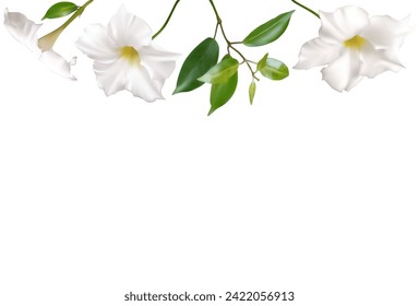 White climbing flowers. Beautiful floral background. Dipladenia. Mandevila. Green leaves. Border. Blooming liana. Tropical flower.