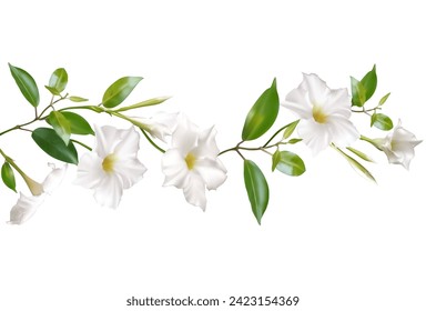 White climbing flowers. Beautiful floral background. Dipladenia. Mandevila. Green leaves. Border. Blooming liana. Tropical flower.