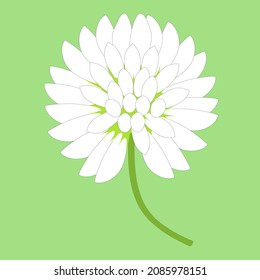 White Clover Flower On A Light Green Background