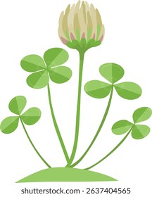 White clover flower. Organic nature medical herb. Blooming herbaceous plant. Flat vector illustration isolated on white background.